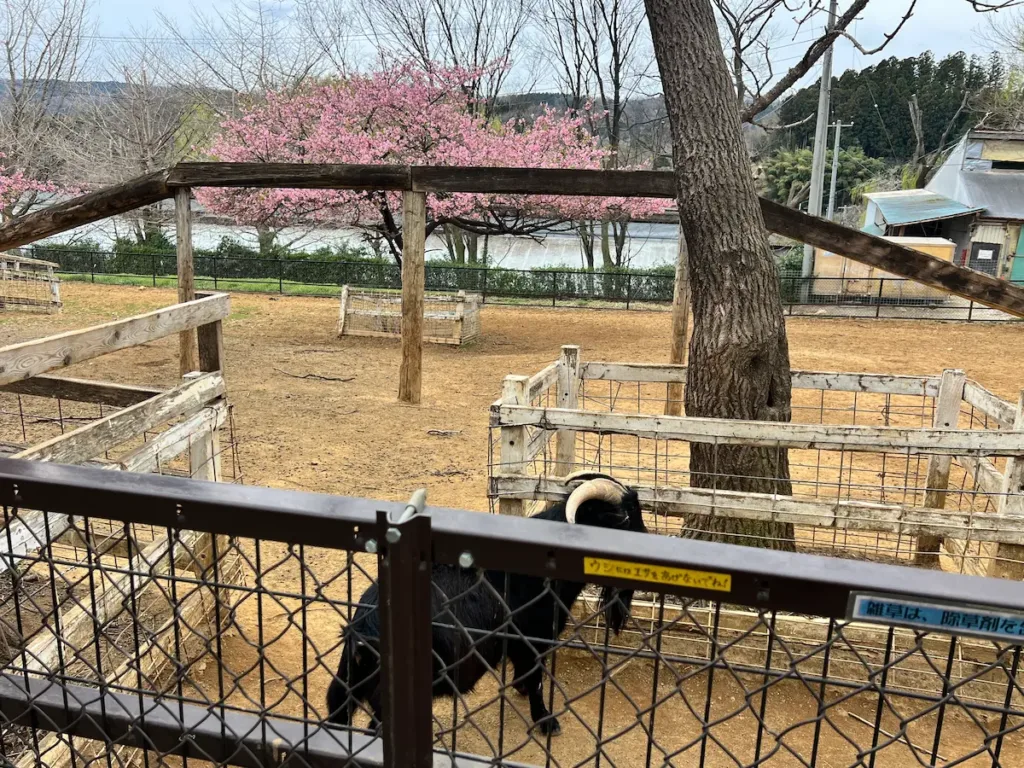 とんとんの丘の写真