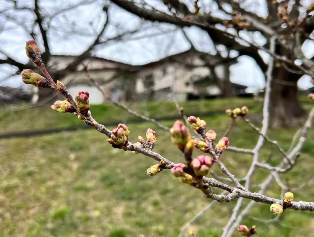 一目千本桜のつぼみ写真