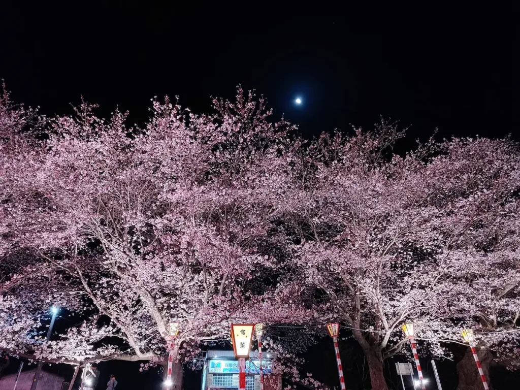 一目千本桜の夜桜の写真　2025